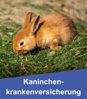 Kaninchenkrankenversicherung